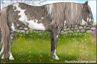 Horse Color:White Spotted Chocolate Palomino Ice Frame