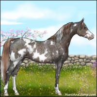 Horse Color:White Spotted Liver Chestnut Ice Frame Rabicano 