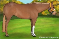 Horse Color:Chestnut 