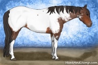 Horse Color:Bay Tobiano Appaloosa 