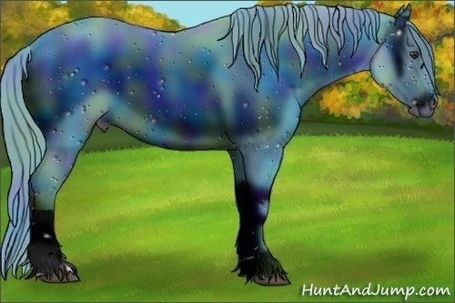 Horse Color:ERROR: UNKNOWN ANOMALY