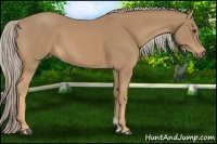 Horse Color:Palomino 