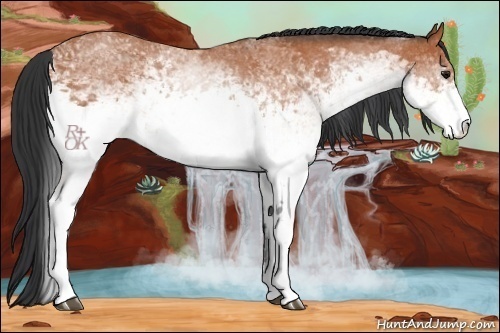 Horse Color:White Spotted Bay