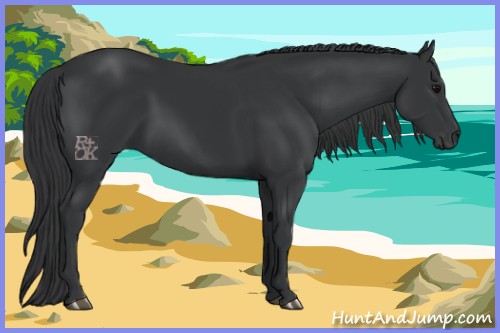 Horse Color:Black 