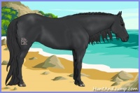 Horse Color:Black 