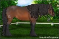 Horse Color:Brown Rabicano 