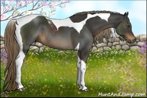 Horse Color:Liver Chestnut Tobiano Rabicano 