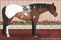 Horse Color:Bay Appaloosa Rabicano
