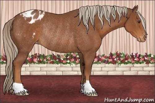 Horse Color:Chestnut Blanket Rabicano 