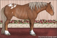 Horse Color:Chestnut Appaloosa Rabicano
