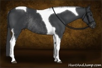 Horse Color:Black Sabino Tobiano Rabicano