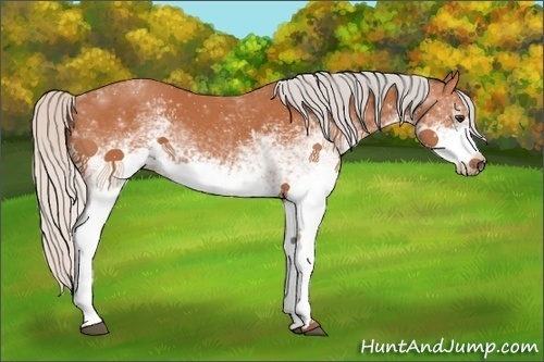 Horse Color:White Spotted Silver Bay 