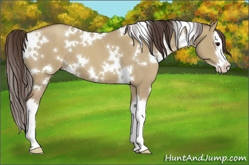 Horse Color:White Spotted Classic Champagne Dun Splash 