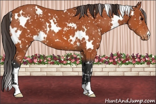 Horse Color:White Spotted Bay Appaloosa 