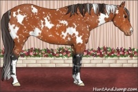 Horse Color:White Spotted Bay Appaloosa 