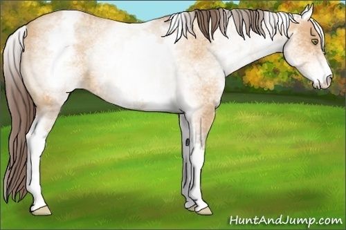 Horse Color:White Spotted Amber Champagne Appaloosa 