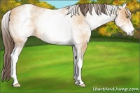 Horse Color:White Spotted Amber Champagne Appaloosa 
