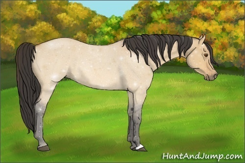 Horse Color:Buckskin Roan Dun 