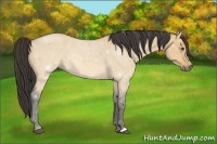 Horse Color:Buckskin Roan Dun