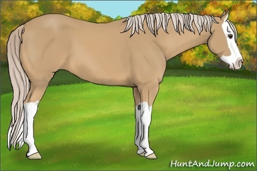 Horse Color:Palomino Splash 