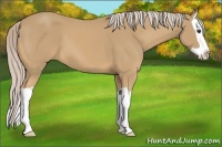 Horse Color:Palomino Splash 