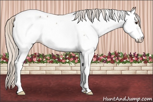 Horse Color:Silver Bay Roan Appaloosa 