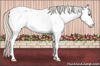 Horse Color:Silver Bay Roan Appaloosa 