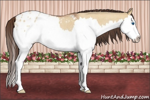 Horse Color:Bay Roan Dun Splash Appaloosa 