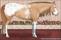 Horse Color:Gold Champagne Splash Appaloosa 