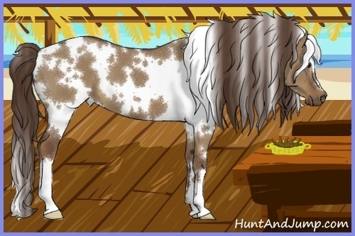 Horse Color:White Spotted Liver Red Dun