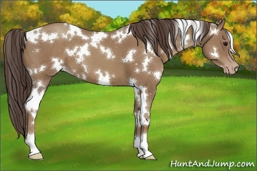 Horse Color:White Spotted Classic Champagne 