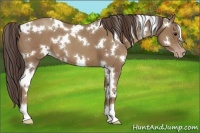 Horse Color:White Spotted Classic Champagne 