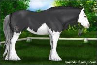 Horse Color:Black Splash