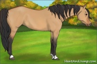 Horse Color:Bay Dun
