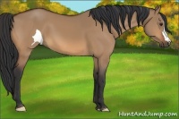 Horse Color:Bay Dun