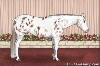 Horse Color:White Spotted Buckskin Dun Appaloosa  and Brown Tobiano Appaloosa 