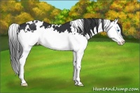 Horse Color:White Spotted Black Splash