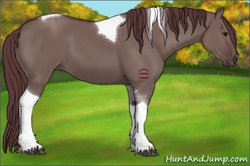 Horse Color:Chocolate Grullo Tobiano 