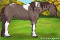 Horse Color:Chocolate Grullo Tobiano 