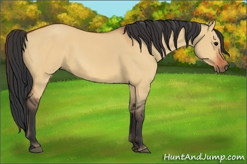 Horse Color:Bay Dun 