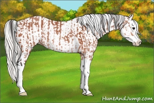 Horse Color:ERROR: UNKNOWN ANOMALY and ERROR: UNKNOWN ANOMALY