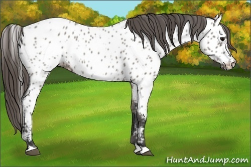 Horse Color:Grullo Appaloosa 