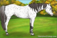 Horse Color:Grullo Appaloosa