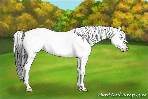 Horse Color:White Spotted Bay Onyx Splash