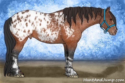 Horse Color:Brown Appaloosa  and Brown Appaloosa 