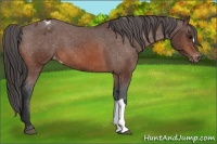Horse Color:Bay Appaloosa 