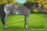 Horse Color:Black Ice 