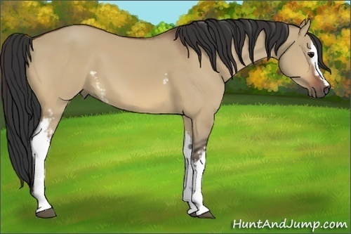 Horse Color:White Spotted Bay Dun
