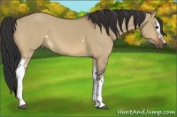 Horse Color:White Spotted Bay Dun 