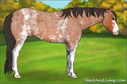 Horse Color:White Spotted Bay Roan Varnish